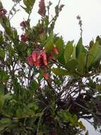 Image de Macleania loeseneriana Hørold