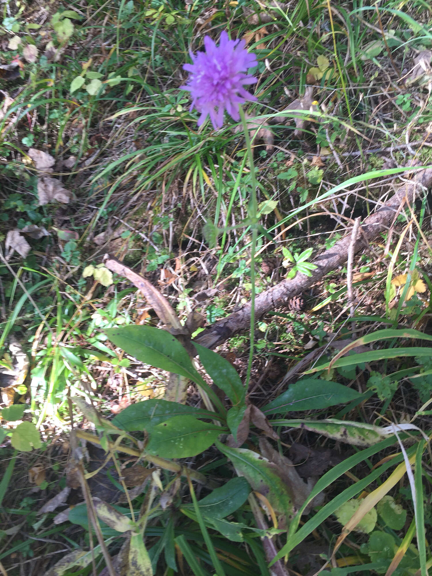 صورة Knautia dipsacifolia Kreutzer