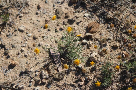 Image of Picradeniopsis pringlei (Greenm.) B. G. Baldwin