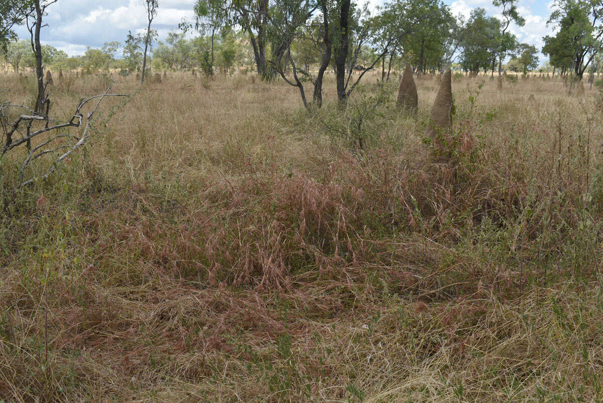 Image of Christmas grass