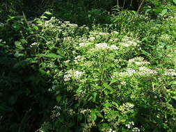 Imagem de Ageratina altissima var. angustata (A. Gray) Clewell & Woot.