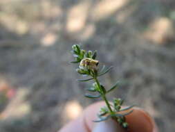 Plancia ëd Cassida (Mionycha) subreticulata Suffrian 1844