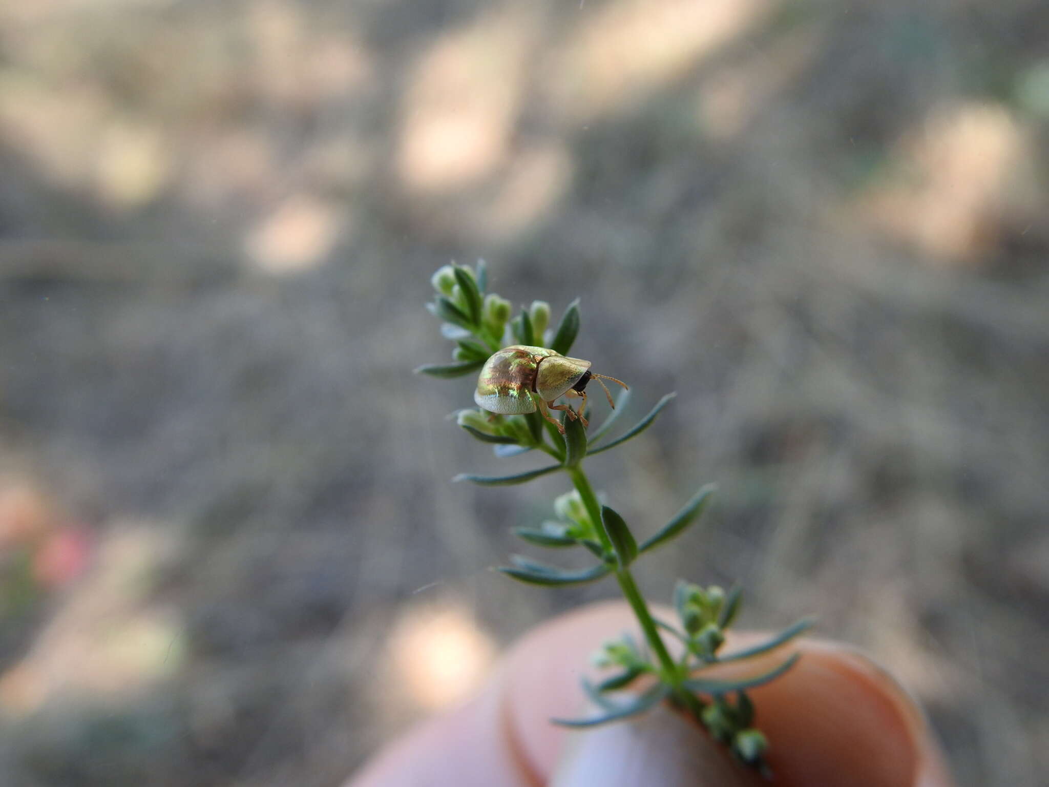 Plancia ëd Cassida (Mionycha) subreticulata Suffrian 1844