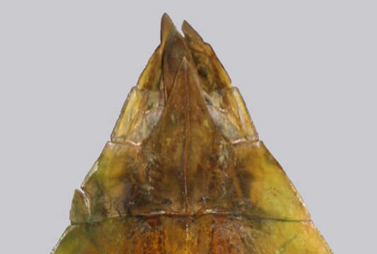 Image of Cryptophyllium daparo