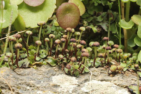 Image of Mannia androgyna (L.) A. Evans