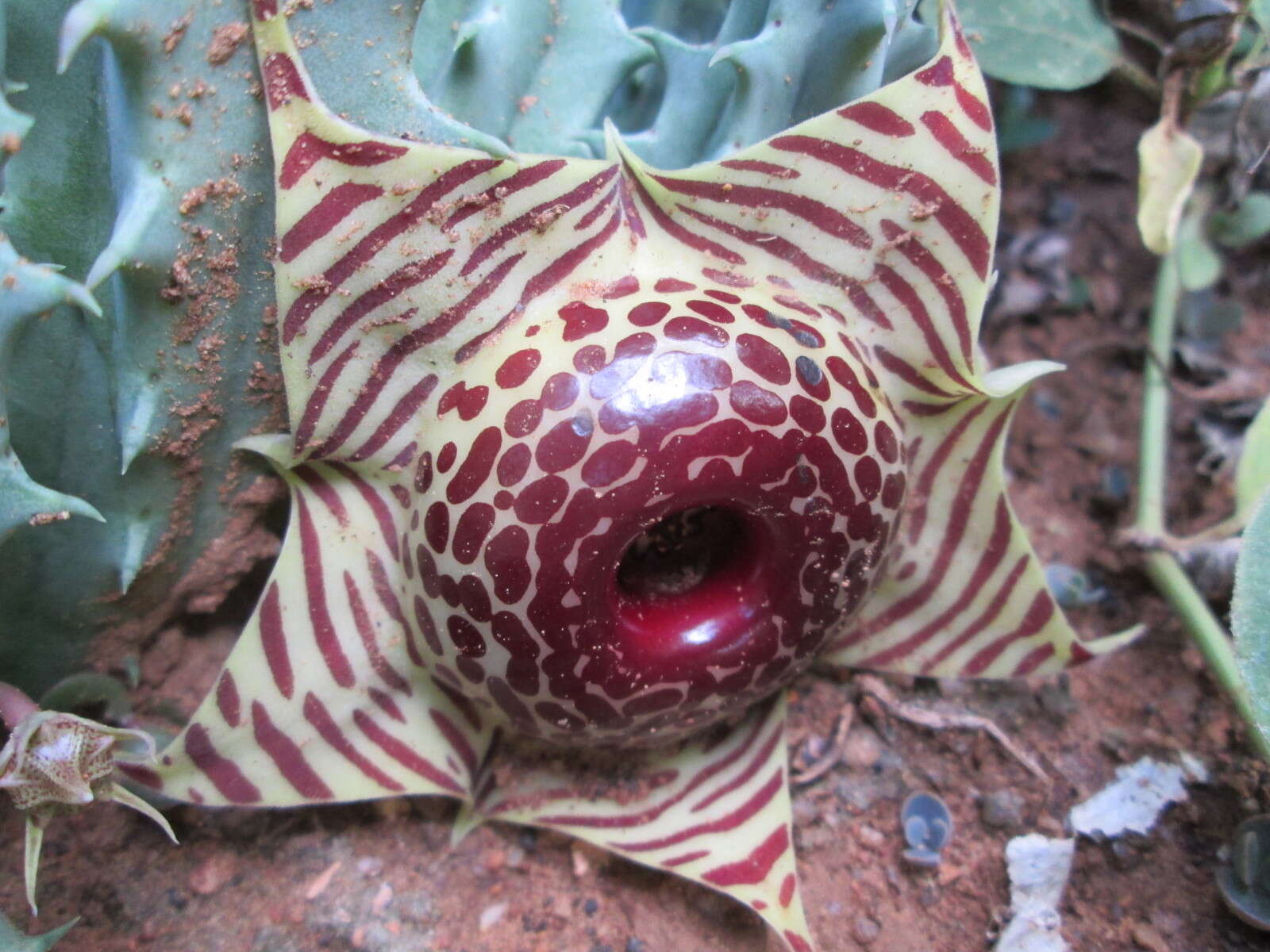 Image de Ceropegia zebrina (N. E. Br.) Bruyns