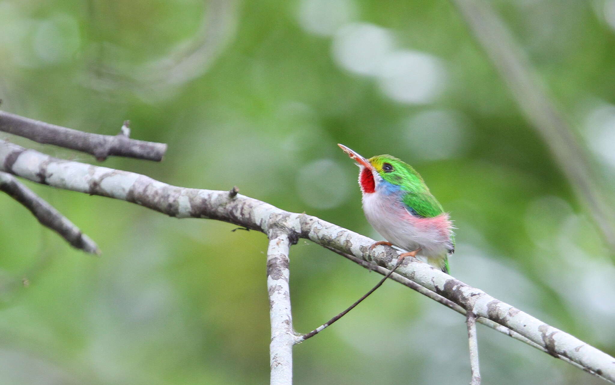 Image of Cuban Tody