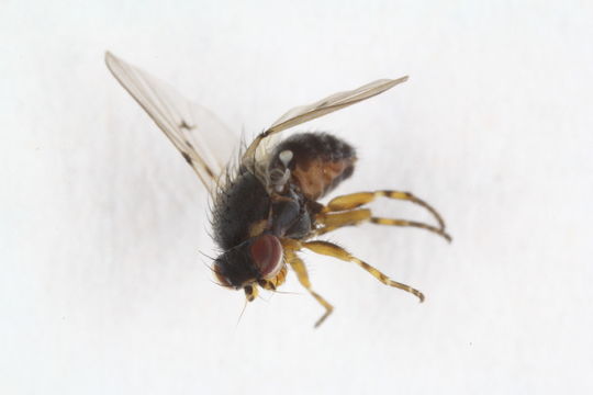 Image of Odinia