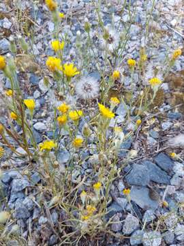 Image of narrowleaf hawksbeard