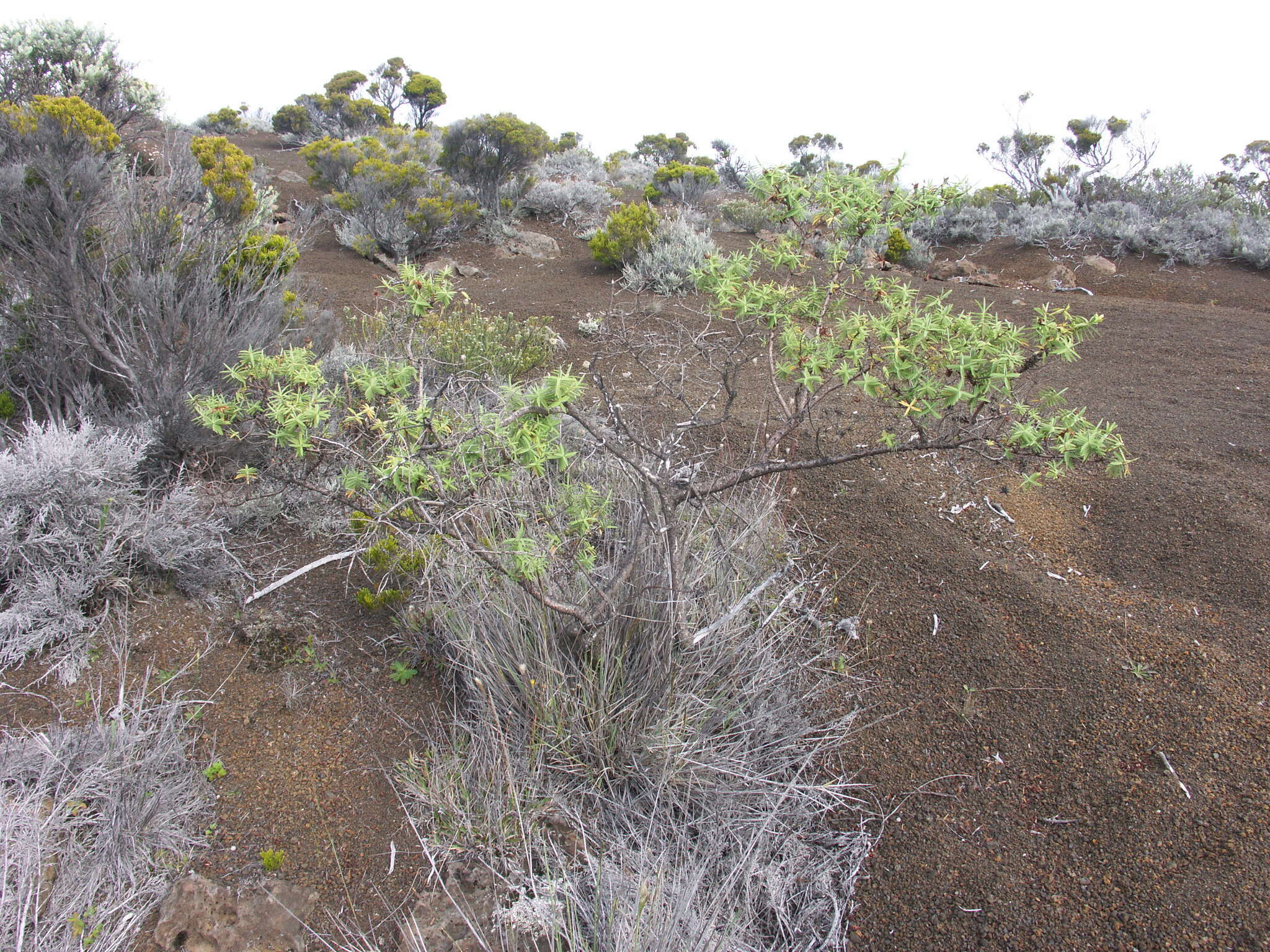 Image of Hypericum lanceolatum Lam.