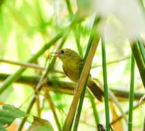 Image of Rufous-fronted Babbler