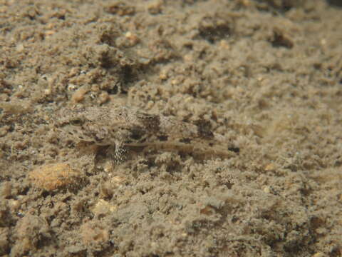 Glossogobius olivaceus (Temminck & Schlegel 1845) resmi