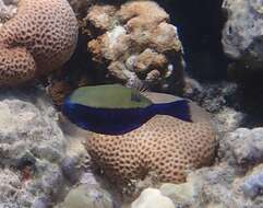 Image of Bluetail trunkfish