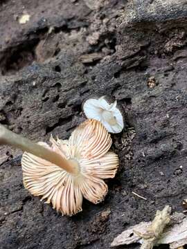 Слика од Pluteus americanus (P. Banerjee & Sundb.) Justo, E. F. Malysheva & Minnis 2014