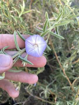 Image of Convolvulus fruticulosus Desr.