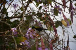 Image of Bronze Sunbird