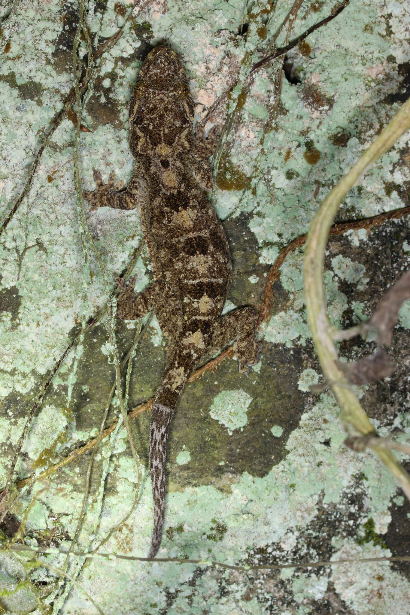 Image de Gekko palmatus Boulenger 1907