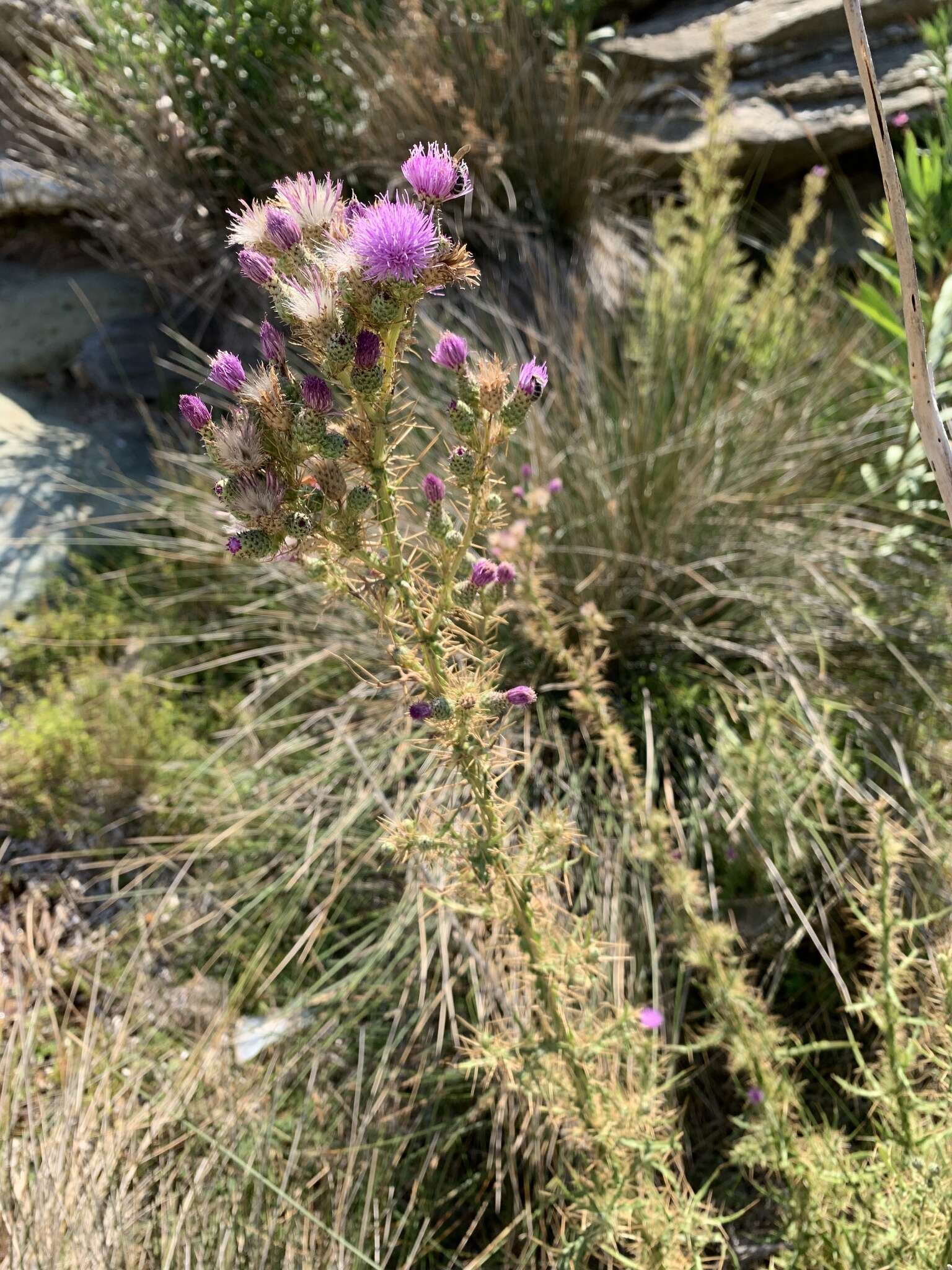 Plancia ëd Cirsium creticum subsp. creticum