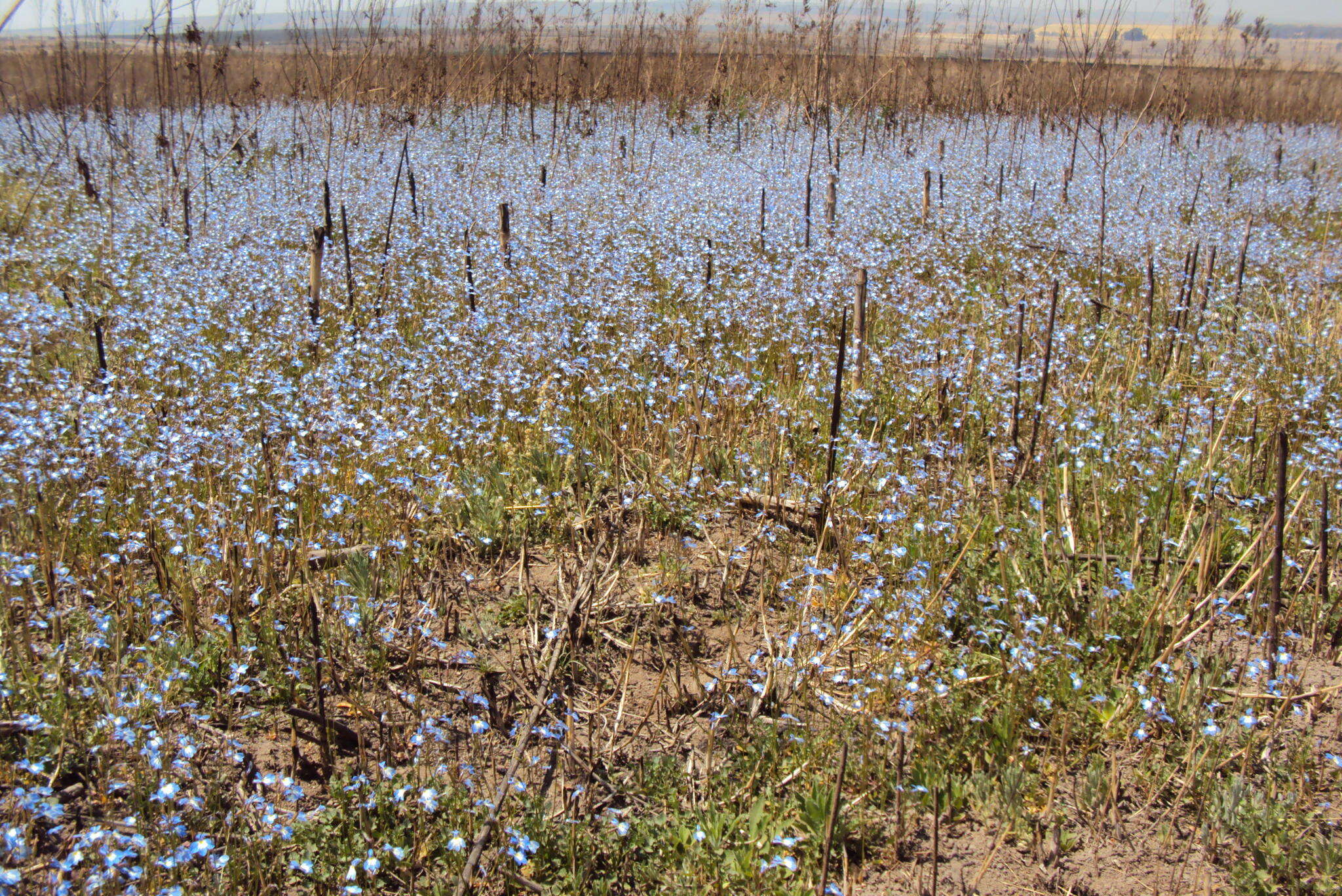 Image of edging lobelia