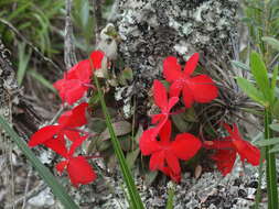 Image of Scarlet Cattleya