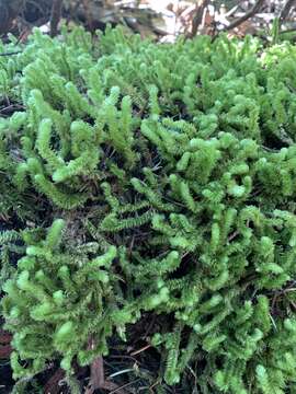 Image of robust rhytidiopsis moss