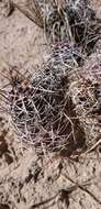 Image of Kuenzler hedgehog cactus