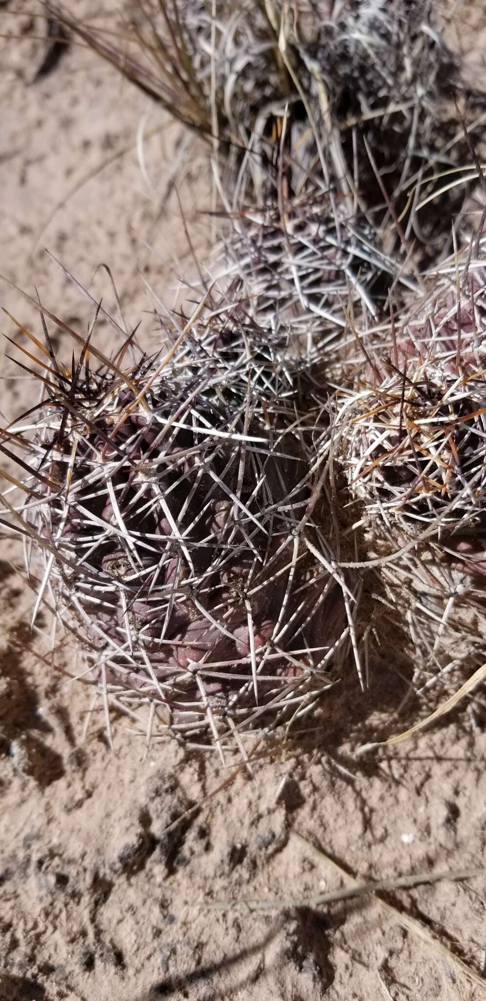 Image of Kuenzler hedgehog cactus