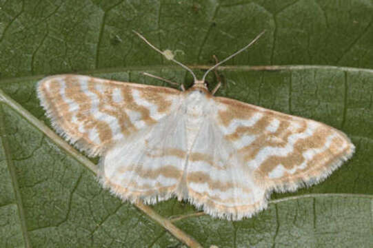 Image of Idaea sericeata