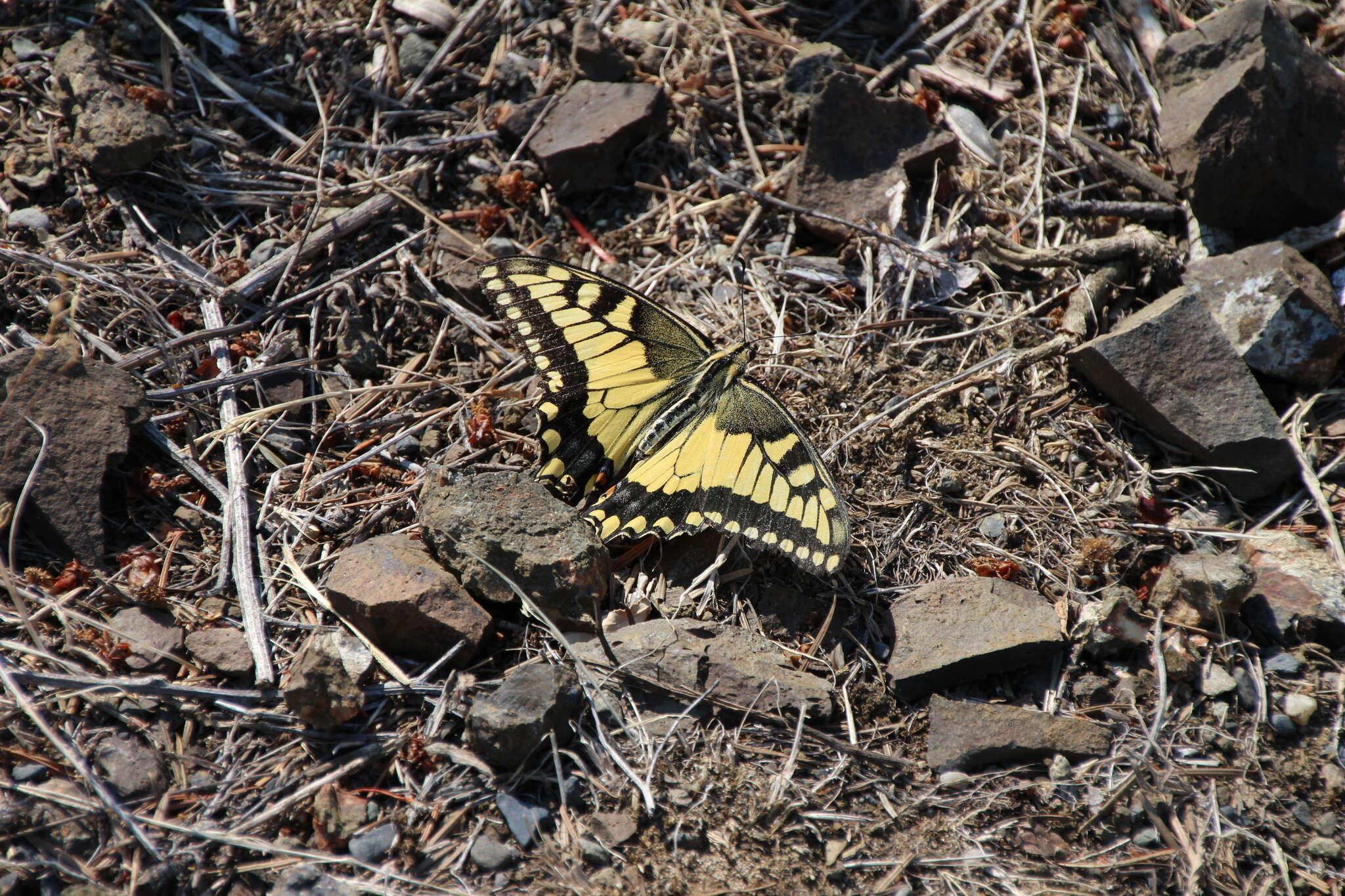 Image of Papilio machaon oregonia W. H. Edwards 1876