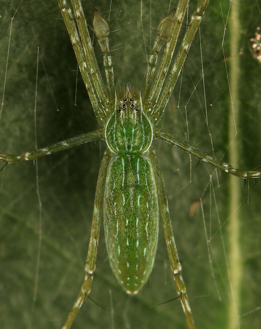 Image of Hygropoda tangana (Roewer 1955)