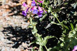 Слика од Penstemon spectabilis Thurb. ex Torr. & Gray