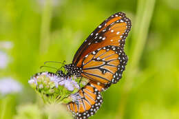 صورة Danaus (Anosia) gilippus Cramer 1775