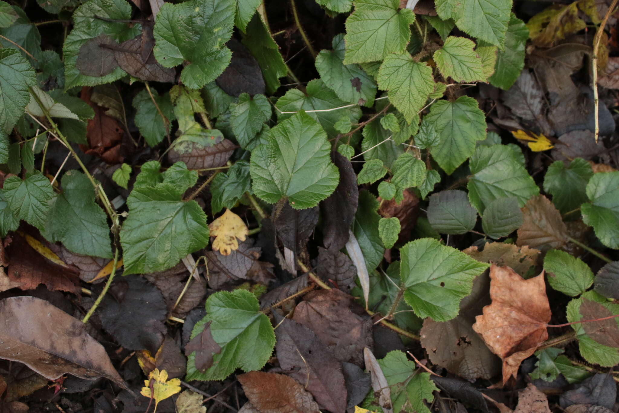 Image of Creeping Bramble