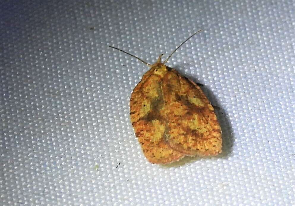 Image of Four-dotted Agonopterix