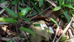 Sivun Murdannia loriformis (Hassk.) R. S. Rao & Kammathy kuva