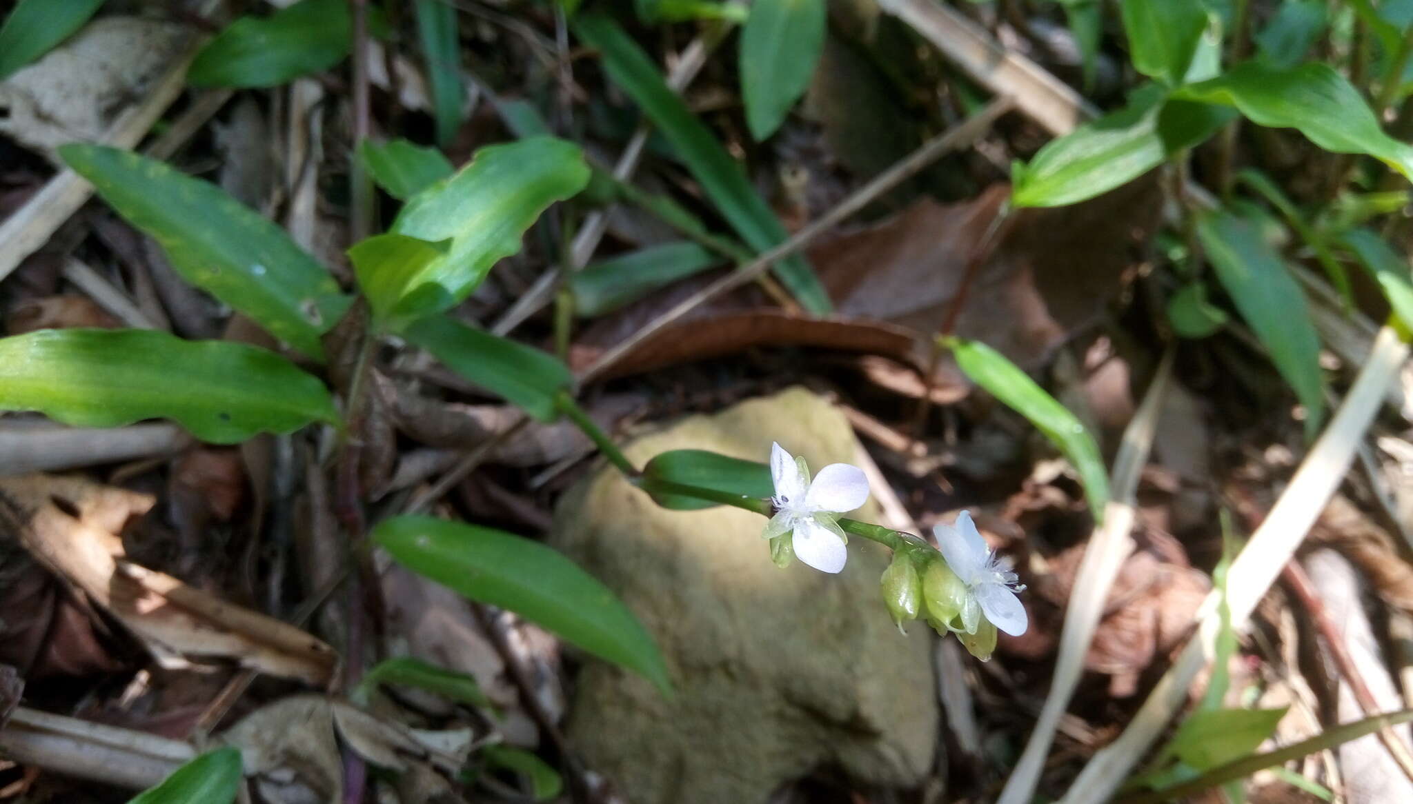 Image de Murdannia loriformis (Hassk.) R. S. Rao & Kammathy