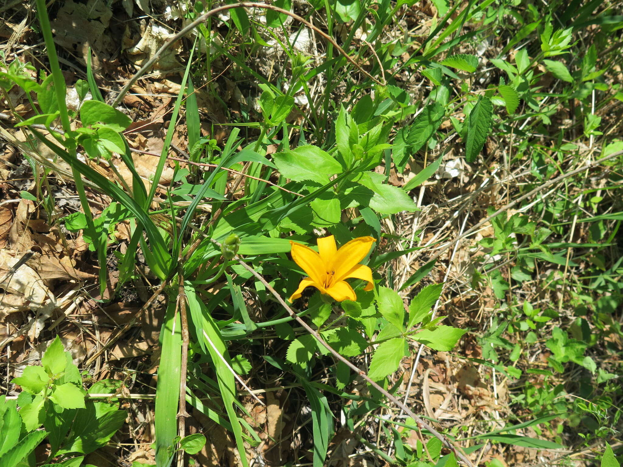 Image of Amur daylily