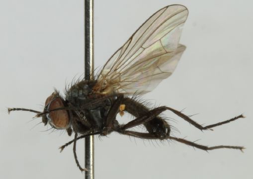 Image of <i>Pegomya flavifrons</i> (Walker 1849)