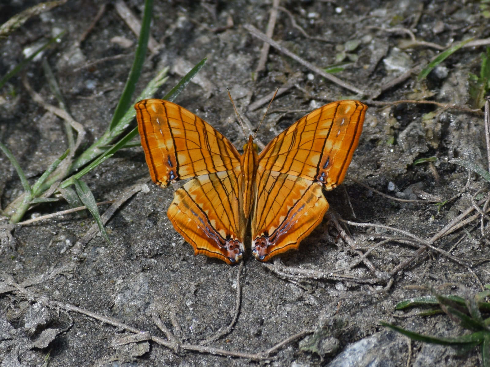 Image of Chersonesia risa Doubleday (1848)