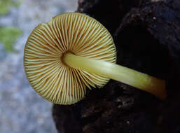 Image of Pluteus pauperculus E. Horak 2008