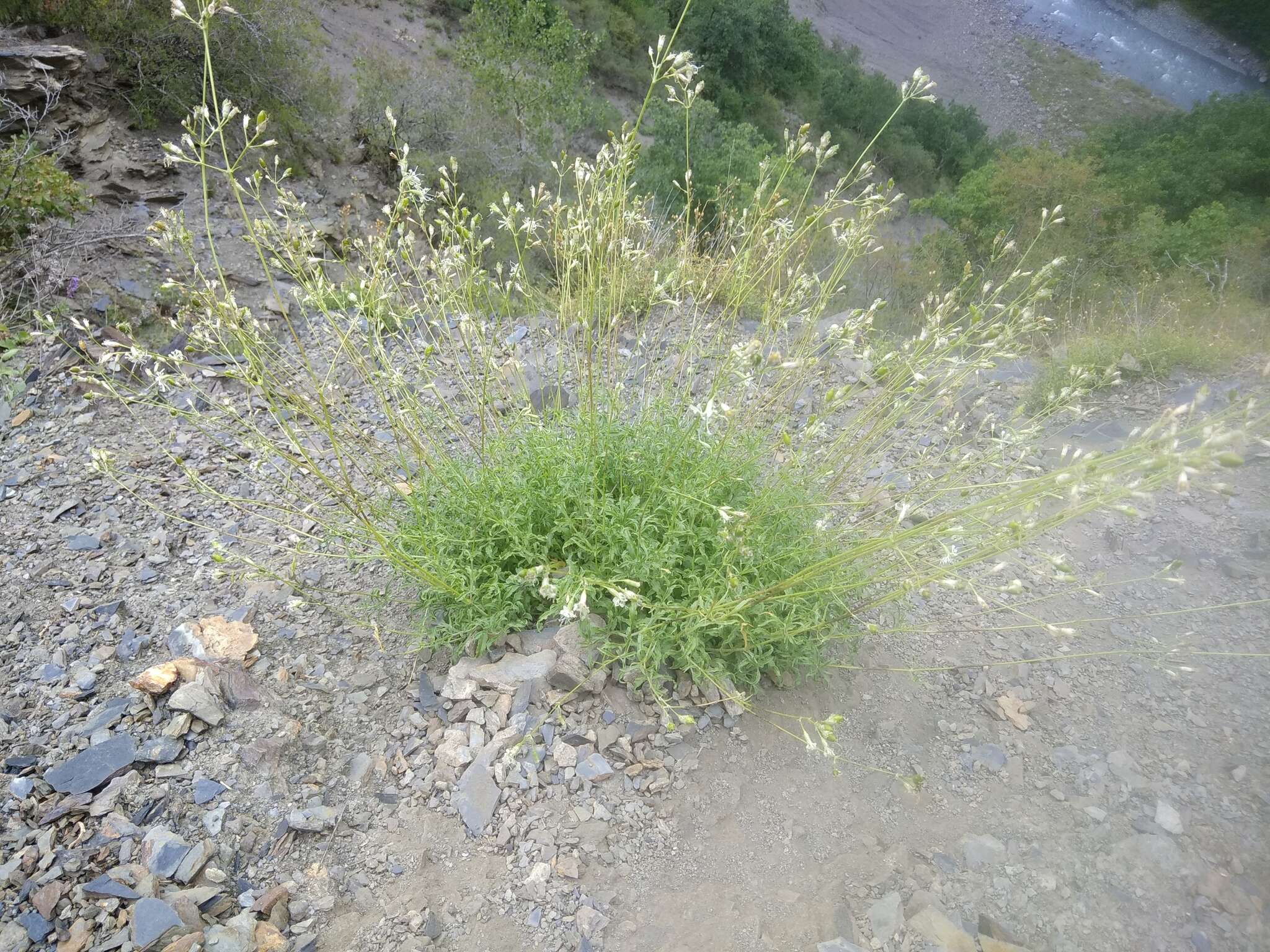 Image de Silene dagestanica Rupr.