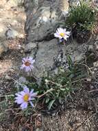 Image of rockslide yellow fleabane