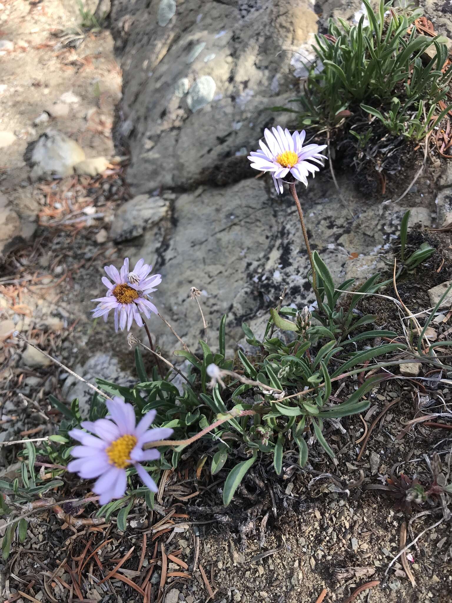 Imagem de Erigeron leiomerus A. Gray