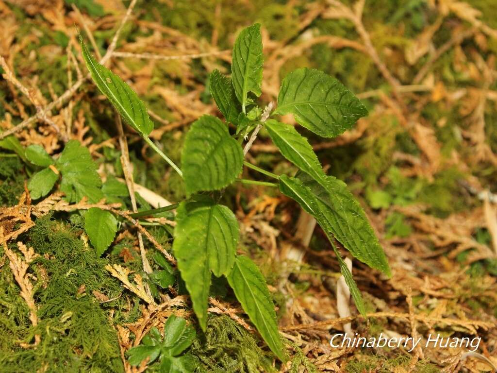 Image of Mercurialis leiocarpa Siebold & Zucc.