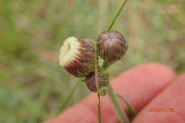 Слика од Erigeron primulifolius (Lam.) Greuter