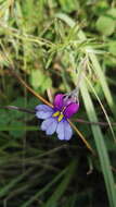 Image of Butterfly lobelia