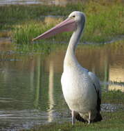 Image of Australian Pelican
