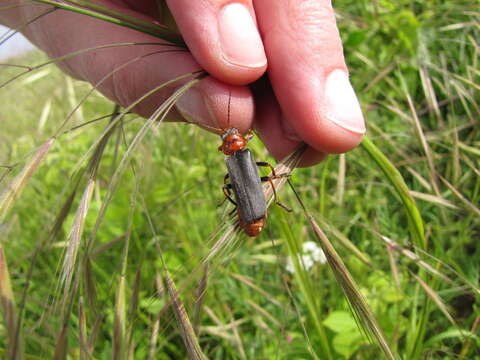 Image of <i>Cantharis annularis</i>