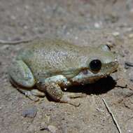 Image of Desert Tree Frog