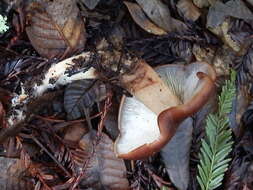 Image of Rhodocollybia badiialba (Murrill) Lennox 1979